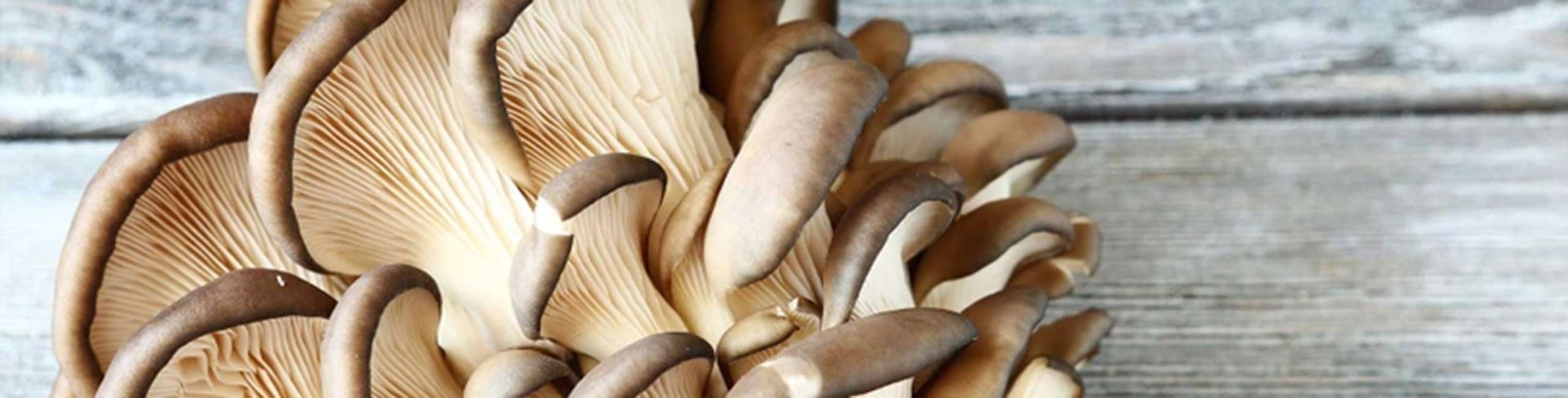 Kërpudha e ahut, një nga përbërësit kryesorë në produktet Defendyl-Imunoglucan.
