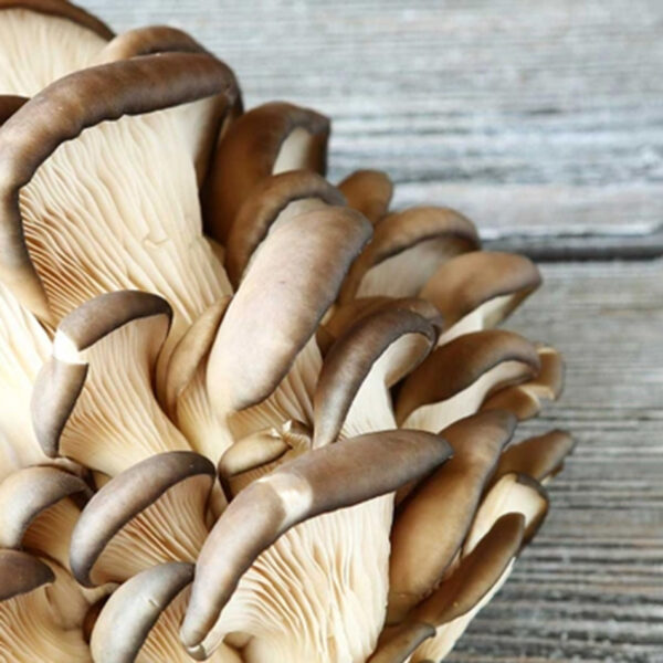 Kërpudha e ahut, një nga përbërësit kryesorë në produktet Defendyl-Imunoglucan.
