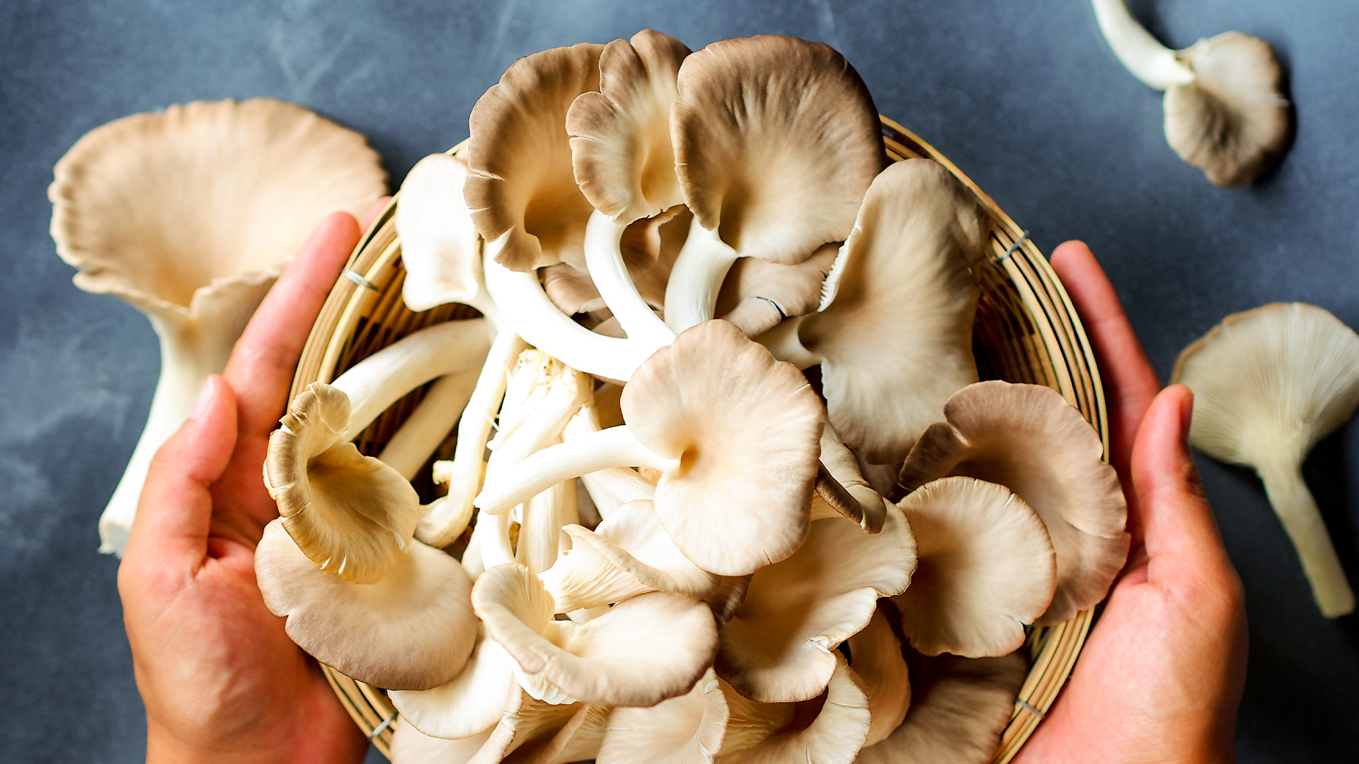 kërpudha gocë deti
