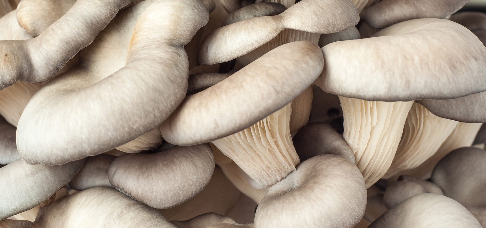 kërpudha gocë deti
